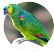 papagaio_verdadeiro.jpg